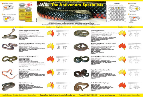 Australian Snake Identification Chart
