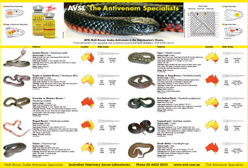 Queensland Snakes Identification Chart